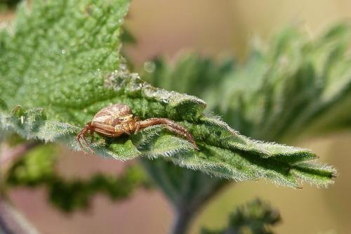 Xysticus sp.
